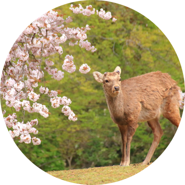 奈良公園の鹿